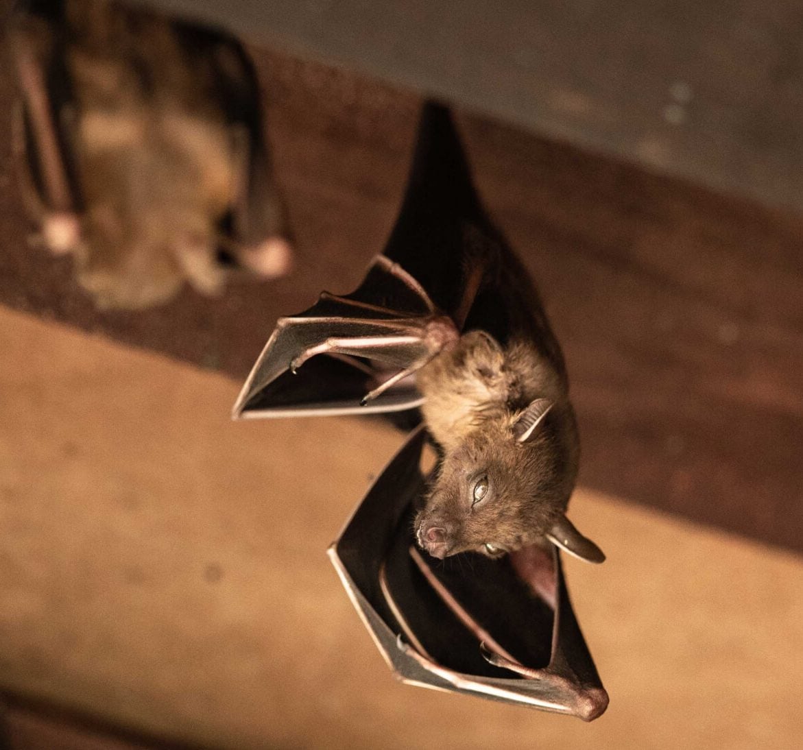 Wildlife-Bats in Buffalo